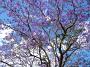 jacaranda-2010 010